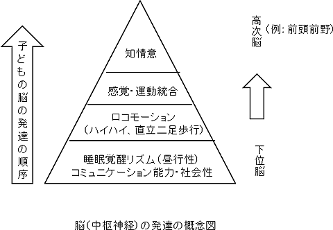 脳(中枢神経)の発達の概念図 脳(中枢神経)の発達の概念図